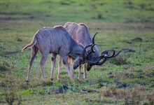 Group Of Kudu Walks In ISimangaliso Wetland Park With Savannah Landscape. South Africa Game Drive Safari.