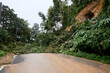 Traffic jam on a mountain road. Fallen tree tree blocking the road. Consequences of a hurricane and a skid.