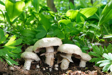 Agaricus Mushrooms Grow In The Forest