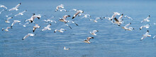 Wildlife Panorama, Background Banner Of Larus Charadriiformes Or White Seagull On A Sea, Migration Season, Population Flying Birds In Group Its Flies Over Ocean. Ornithology Bird In Mangrove Thailand.