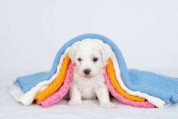 Aufkleber - Tiny bichon frise puppy lying under stack of warm plaids in cold autumn or winter weather
