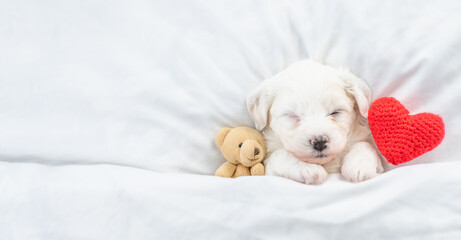 Aufkleber - Tiny Bichon Frise puppy sleeps under  white blanket on a bed at home with favorite toy bear and red heart. Top down view. Empty space for text