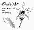 Cattleya Orchid flower set on white background. Single flower, leaf and stem. Stem is vector pattern brush. Black and white illustration.