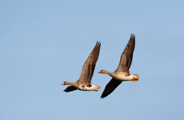 Kolgans, White-fronted Goose, Anser albifrons