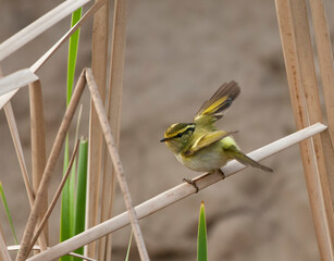 Wall Mural - pallas' boszanger, pallas's leaf-warbler, phylloscopus proregulus