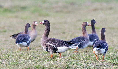 Wall Mural - kolgans, white-fronted goose, anser albifrons