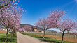 Schönes Weingut in der Pfalz mit blühenden rosa Mandelbäumen und Weinanbau	