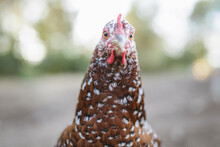 Close-up Portrait Of Hen