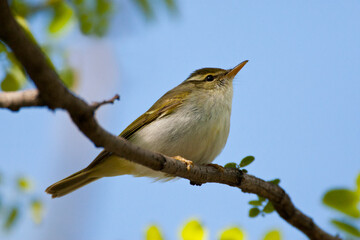 Wall Mural - Kroonboszanger, Eastern Crowned Warbler, Phylloscopus coronatus