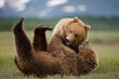 © Cavan Images - Grizzly Bears Wrestling, Katmai National Park, Alaska