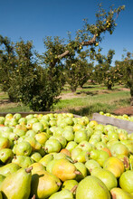 A Pear Orchard Near Shepperton, Victoria, Australia. This Area Of Victoria Is Renowned For Its Fruit Crops, But Like Many Areas Of Victoria And New South Wales Has Been Impacted By