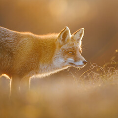 Wall Mural - red fox at sunset