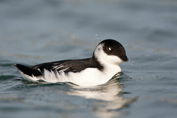 Wall Mural - kleine alk, little auk, alle alle