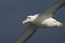 Grote Albatros, Snowy (Wandering) Albatross, Diomedea (exulans) Exulans