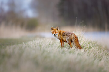 Wall Mural - red fox fixen