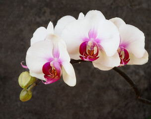 Wall Mural - Beautiful branch with orchid flowers on a dark background