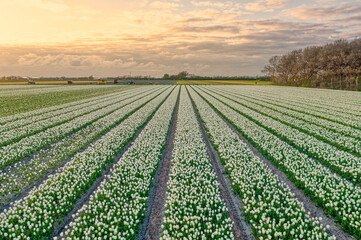  Field of white tulips in The Netherlands at sunset.