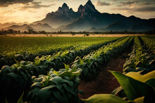 The Agricultural Garden's Green Cornfield Is Illuminated By The Sun Setting In The Evening Mountains. Thailand. Generative AI