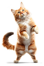 Cat Standing Up On Two Legs, Illustration On Transparent Background