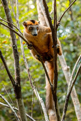 Wall Mural - Crowned Lemur - Eulemur coronatus, beautiful colored primate from North Madagascar tropical forests and woodlands.