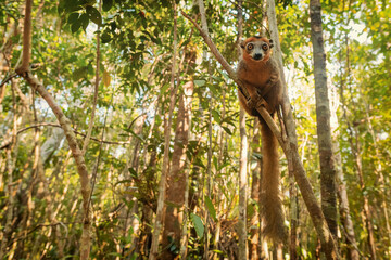 Wall Mural - Crowned Lemur - Eulemur coronatus, beautiful colored primate from North Madagascar tropical forests and woodlands.