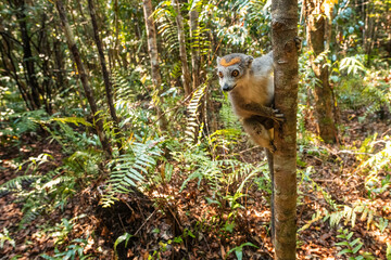 Wall Mural - Crowned Lemur - Eulemur coronatus, beautiful colored primate from North Madagascar tropical forests and woodlands.