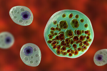 Wall Mural - Rhinosporidium seeberi parasite, the causative agent of rhinosporidiosis, disease with formation of polypoidal masses in nasopharynx, 3D illustration