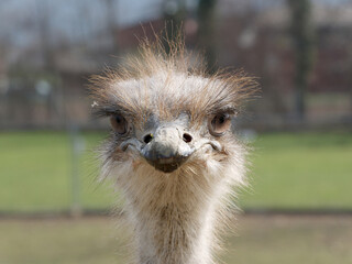 ostrich head close up