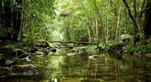 A Beautiful Peaceful Rain Forest Stream Flowing Through The Daintree National Park