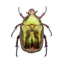 Cetonia Aurata, Called The Rose Chafer