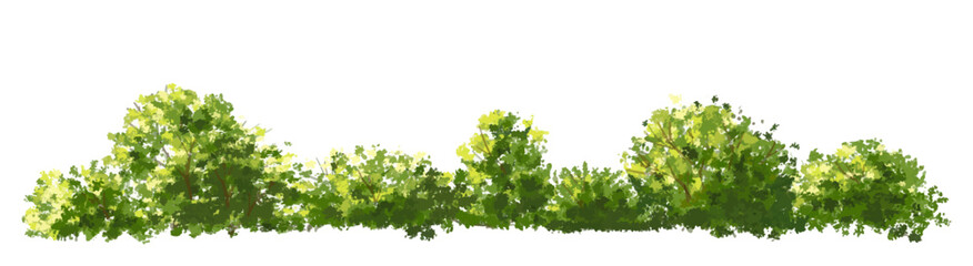 Wall Mural - vector watercolor of grass or tree side view isolated on white background for landscape and architec