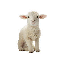  Young Sheep Lamb Created With Generative Ai