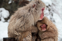 A Family Of Snow Monkies In Japan Enjoying A Bath In The Hot Springs