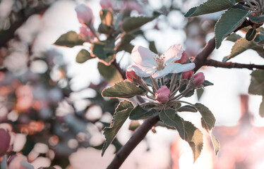 Sticker - Blossoming tree