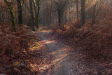 Fototapeta  - Forest trail with withered ferns in a misty  autumn forest.