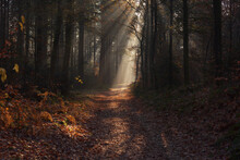 Forest Trail With Withered Ferns And Rays Of Light In A Misty  Autumn Forest.