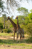 Fototapeta Sawanna - Girafe, Giraffa Camelopardalis, Parc national Kruger, Afrique du Sud