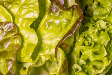 salat vegan vegetarisch  gesund bio ernährung homefarming  landwirtschaft wochenmarkt balttsalat   sommersalate aus dem beet  sommersalat bio