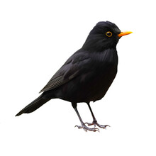 Illustration Of A Blackbird Against A White Background. Isolated Bird With Black Plumage.
