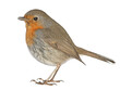 png cute robin bird on clear background
