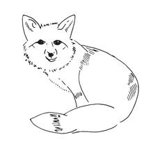 Fox Line Art Sketch Illustration. Vector Simple