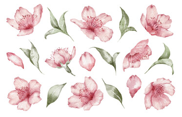 Wall Mural - Watercolor floral illustration – Sakura, Cherry blossom, spring flowers, wedding design.