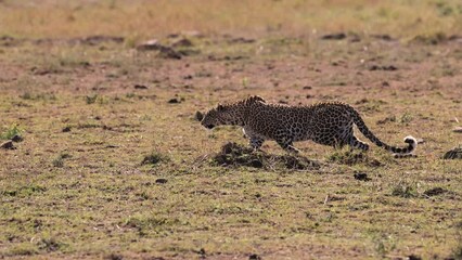 Poster - A leopard in the Maasai Mara, Africa 