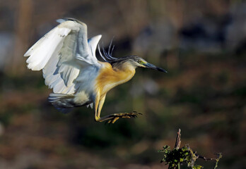 great blue heron in flight