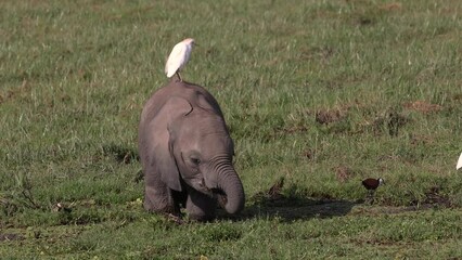 Poster - Baby elephant with a cattle egret on its back in Amboseli National Park, Africa