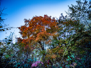 Canvas Print - Herbstliche Blätter