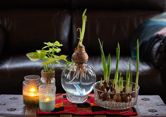 Wall Mural - Forcing paperwhite narcissus bulb flowers in water and rocks to create a spring feeling in mid winter