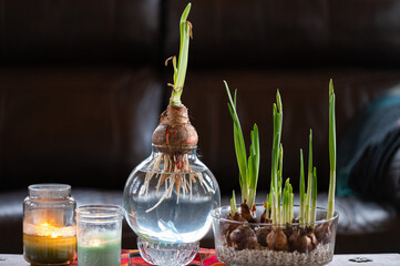 Wall Mural - Forcing paperwhite narcissus bulb flowers in water and rocks to create a spring feeling in mid winter