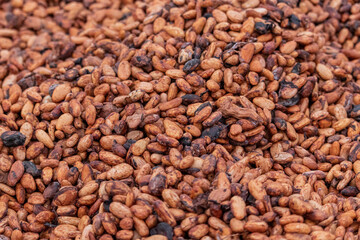 Natural drying of cocoa beans in Africa.