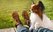  Cute papillon dog lies on the owner's legs on green grass on sunny day